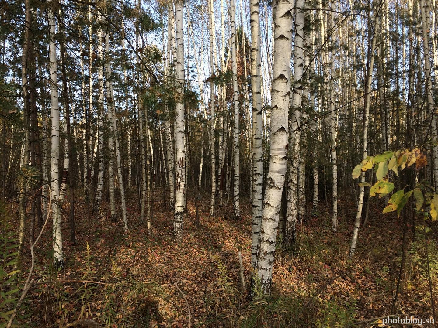 Берёзовый лес. Золотая осень 2020