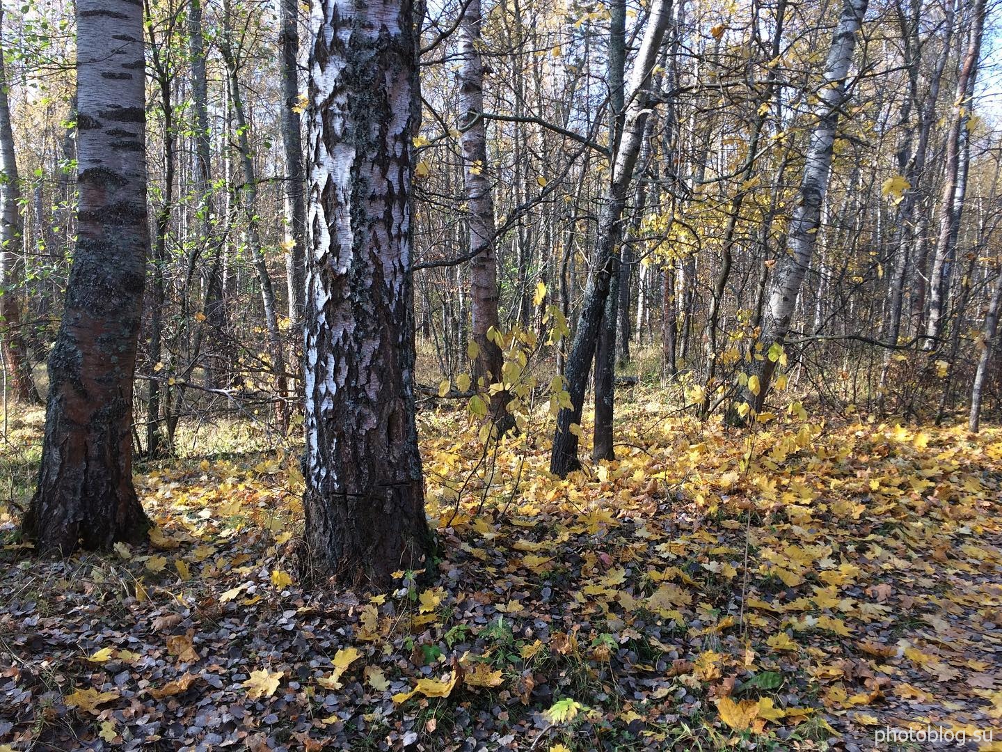 Осенний лес вдохновляющь. Золотая осень - природа России